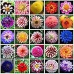 Guía de compra: Dalia Anaranjada - Descubre las mejores variedades para tu jardín