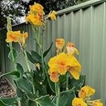 Análisis y comparativa de las mejores variedades de Canna Amarilla para tu jardín