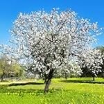 Almendro: Hoja caduca vs. Hoja perenne - Análisis y comparativa de las mejores variedades para tu jardín