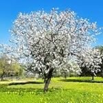 Guía definitiva: Cómo cuidar un almendro en maceta - Análisis y comparativa de los mejores productos de jardinería y agricultura