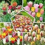 Guía completa: Cómo conservar los bulbos de tulipanes y los mejores productos para su cuidado en jardinería