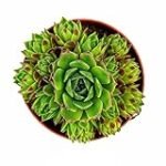 Guía de compra: Siempreviva planta, ¡descubre las mejores opciones para tu jardín!