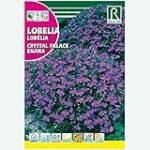 Análisis de las mejores variedades de lobelia azul para tu jardín: descubre cuál es la ideal para ti